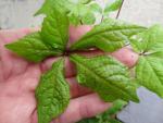 Typisches Blatt von Eleutherococcus simonii