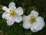 Ölandstok Snowbird, Potentilla fruticosa Snowbird