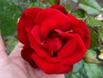 Rosa Santana, Kletterrose Santana