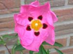 Sommerliche rosa Blüte der Zistrose