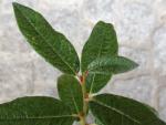Die Salix lapponum im Sommerlaub