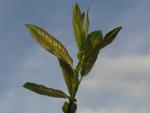 Salix piperi im Sommerlaub