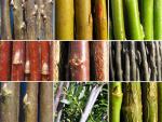 Starke Farben, 10 buntrindige Weiden im Sortiment