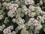 Sedum telphium Matrona in Blüte