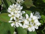 Pelarhäggmispel, Amelanchier alnifolia Obelisk, Bärhäggmispel Obelisk