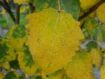 Herbstlaub bei Populus tremula Erecta
