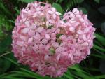 Hydrangea arborescens Invincibelle, Vidjehortensia Invincibelle, Hydrangea arborescens Pink Annabelle, Vidjehortensia Pink Annabelle