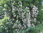 Klätterros Lykkefund, Rosa Lykkefund, Rambler Lykkefund