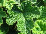 Rubus pentalobus Emerald Carpet - Zierbrombeere Emerald Carpet