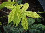 Sommerlaub von Aesculus neglecta erythroblastos