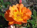 Orange Blüte der Strauchrose Westerland