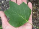 Typisches Blatt von Liriodendron tulipifera Fastigiata