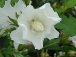 Hibiscus Eleonore, Frilandshibiskus Eleonore, Trädgårdshibiskus Eleonore