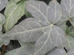 Laub vom Hedera helix Shamrock