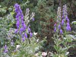 .Aconitum carmichaelii Arendsii