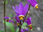 .Dodecatheon meadia - Götterblume