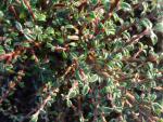 Wintergrüne Blätter des Cotoneaster integrifolius Silver Shadow