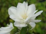 Norrlandsschersmin Waterton, Philadelphus lewisii Waterton