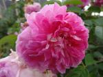 Rugosa-ros New Century, Vresros New Century, Rosa rugosa New Century, buskros New Century