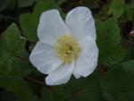 Prydnadshallon Benenden, Storblommig brudhallon, Rubus tridel Benenden