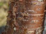 Rindenstruktur bei Prunus schmittii