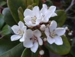 Rhaphiolepis umbellata