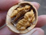Valnöt Milotai 10, Juglans regia Milotai 10