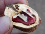 Juglans regia Rote Donaunuss