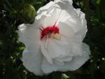 Blüte von Hibiscus French Point