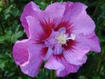 Gefüllte Blüte des Hibiscus Eruption