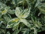 Euonymus fortunei Sunspot Variegata