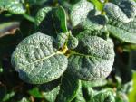 Salix boydii, die Schottische Zwergweide