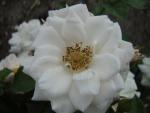 Die Zwergrose Schneeküsschen® in Blüte
