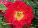Ros Bienenweide Hellrot, Rosa Bienenweide Hellrot