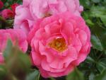 Die Rose Heidetraum in Blüte