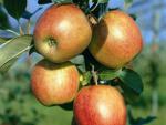 Apfelbaum Ariwa