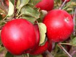 Apfel Mars