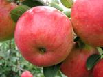 Rote Früchte des Apfel Rebella
