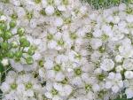 Spiraea japonica White Gold