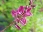 Die Blüte von Indigofera howellii