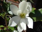 Michelia Fairy White - Vita Michelia