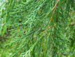 Chamaecyparis lawsoniana Schirrmann’s Filigran - Scheinzypresse Schirrmann’s Filigran