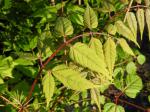 Laub von Dipteronia sinensis