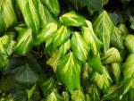 Schönes Laub: Hedera colchica Sulphur Heart