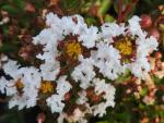 Lagerstroemia indica Nivea