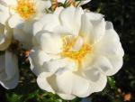 Rosa Diamant