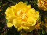Die gelbe Blüte von Rosa foetida Persian Yellow