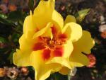 Die gelbe Blüte der Strauchrose Eyeconic