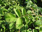 Damascenerros Trigintipetala, Rosa damascena Trigintipetala, sommardamascenerros