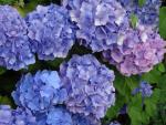 Bauernhortensie Blauer Ball in Blüte